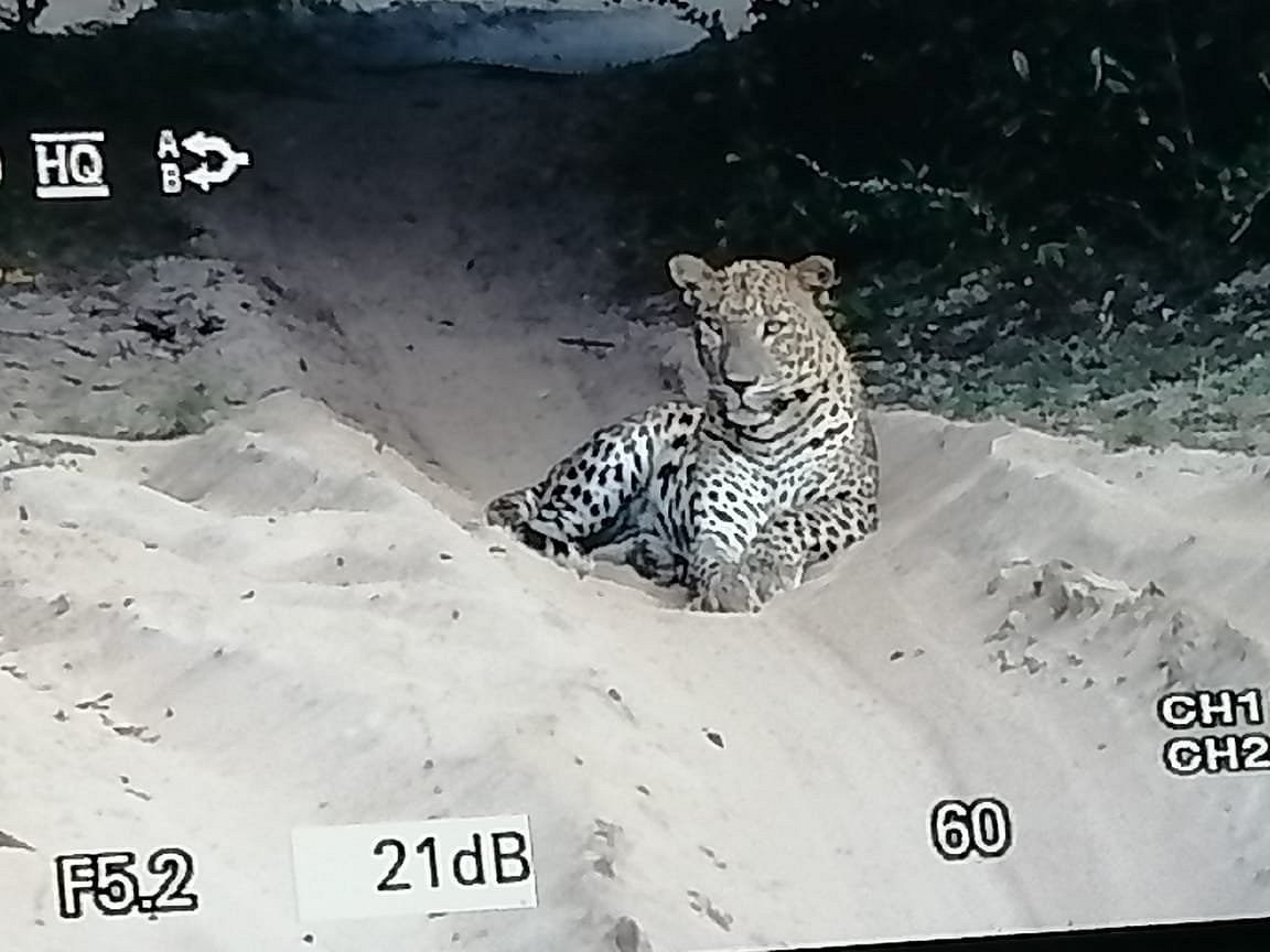 wilpattu senavi's safari guest