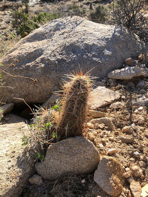 Joshua Tree National Park review images