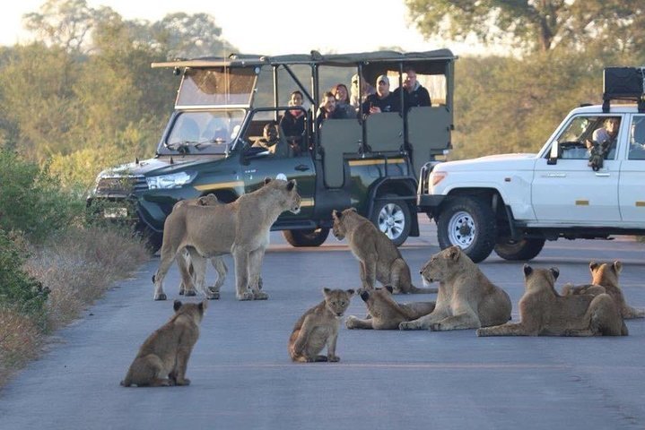 THE 10 BEST Kruger National Park Multi Day Tours Updated 2024