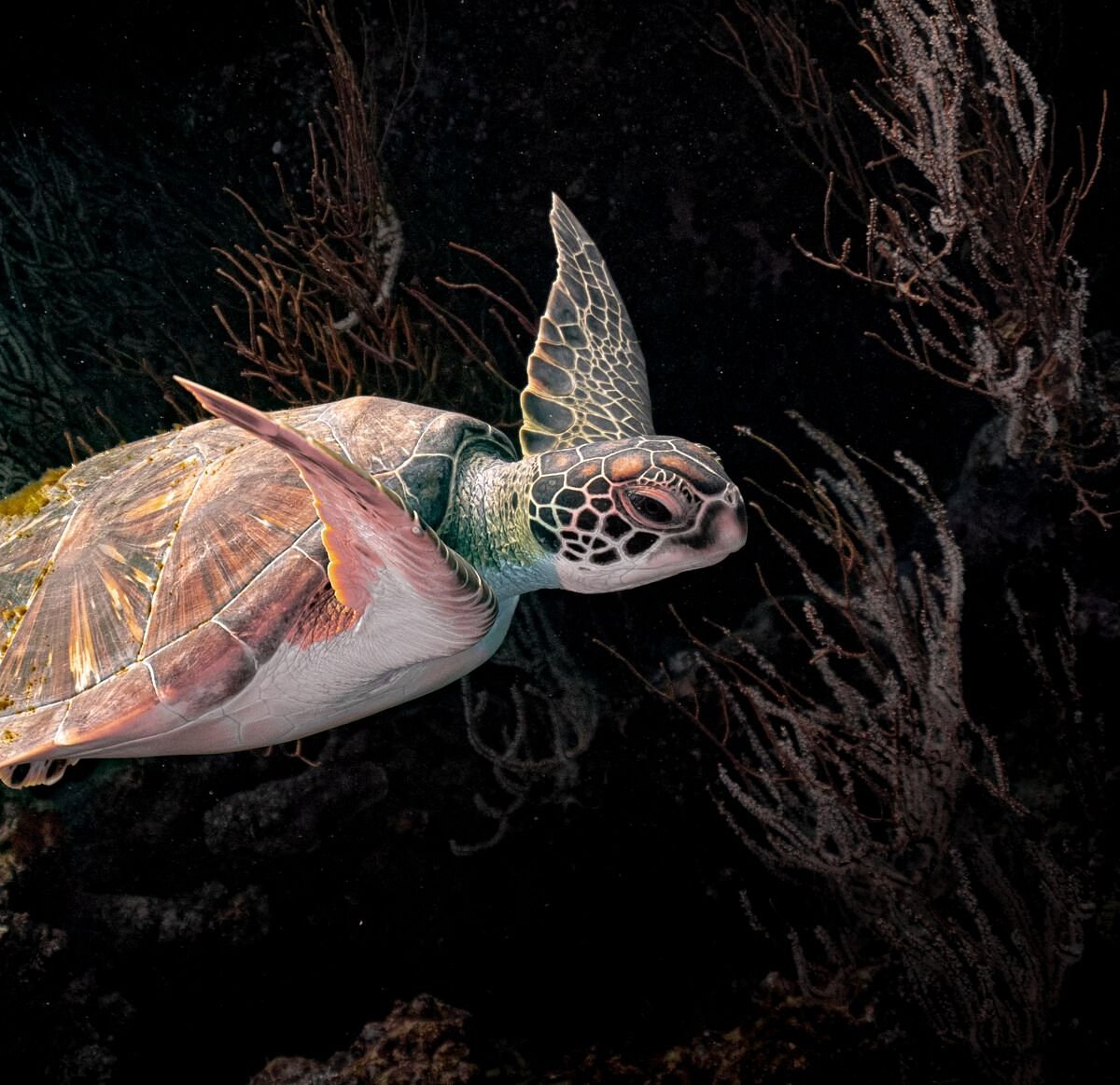 Bonnie Diver Porn - TOKORIKI DIVING (Tokoriki Island) - All You Need to Know BEFORE You Go