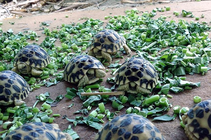 Temples & tortoises - private car from Mandalay to Bagan