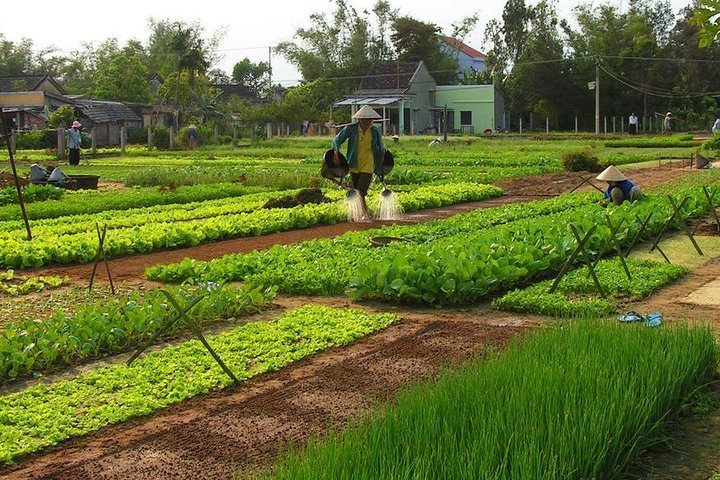 2024 Be a Famer in Tra Que Vegetable Village and lantern making ...