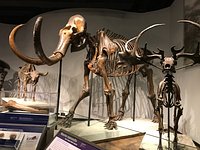 Tripadvisor | Entradas al Museo Field de Historia Natural proporcionado por  Field Museum | Chicago, IL