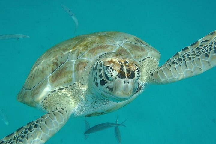 Monos verdes en Barbados, 2024