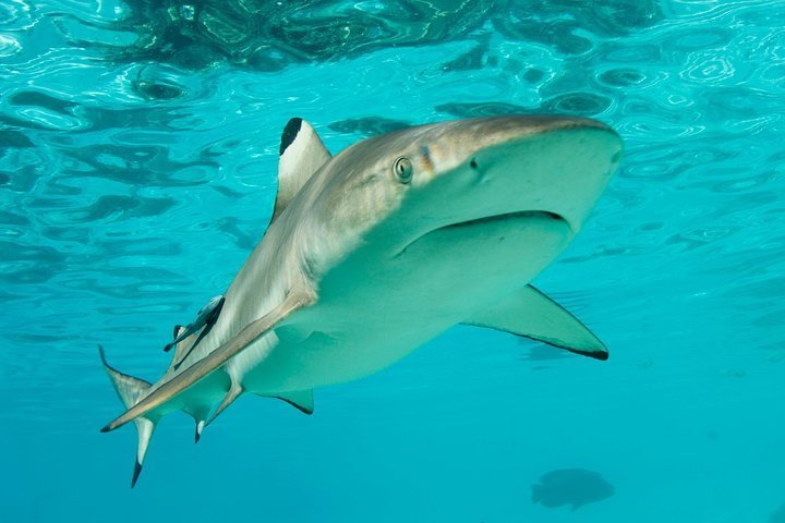 2024 (Nassau) Nassau Shark Diving - Tripadvisor