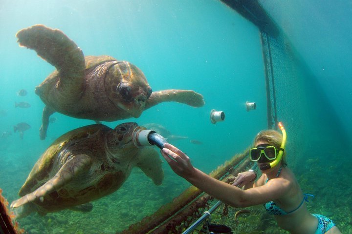 2024 Curacao Shore Excursion Animal Encounter And Snorkel Tour   Caption 