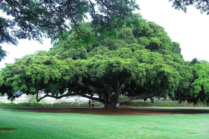 2024 Lalbagh Botanical Garden Walking Tour in Bangalore