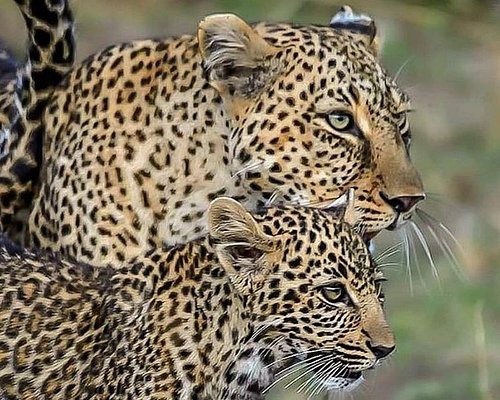 Pink leopard spotted in Rajasthan