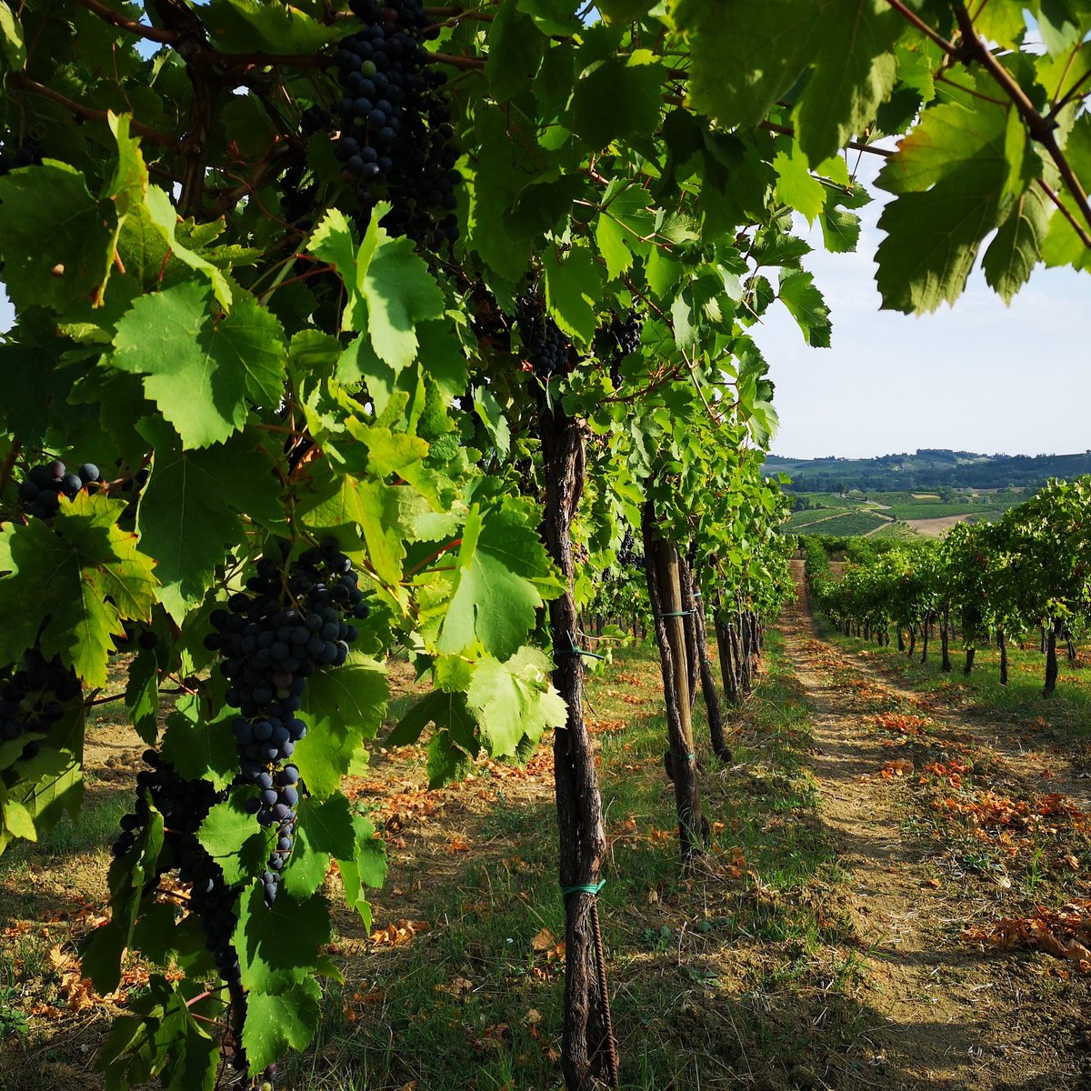 Azienda Agricola Calatroni (Santa Maria della Versa) All You Need to Know