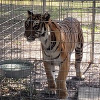 Big Cat Rescue (Tampa) - All You Need to Know BEFORE You Go