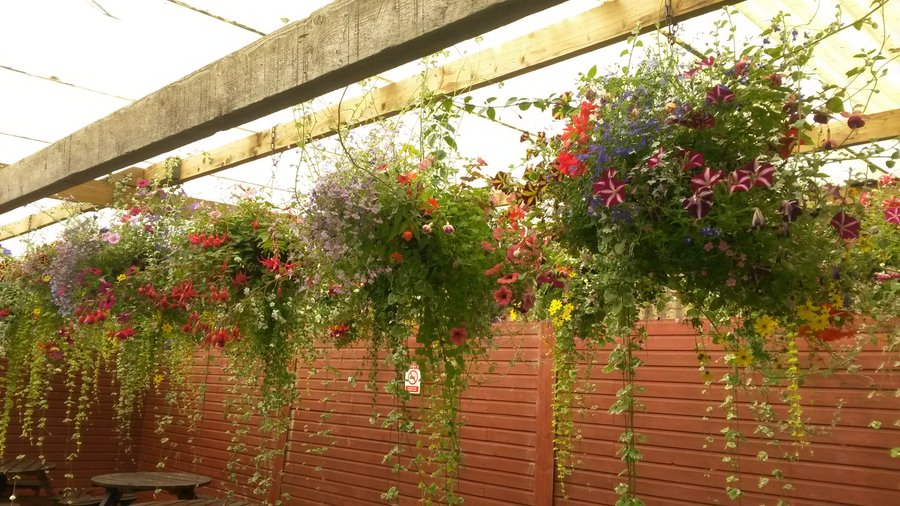 Hanging baskets