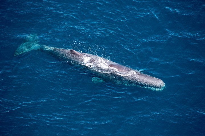 2024 (Kaikoura) Premier Helicopter Whale Watch