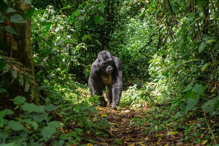 2024 Entebbe Gorilla Trekking Provided By Kwezi Safaris Tripadvisor   Caption 