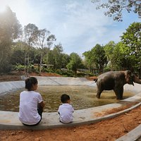 Our customized Hydrotherapy Pool for the elephants to swim and rehabilitation