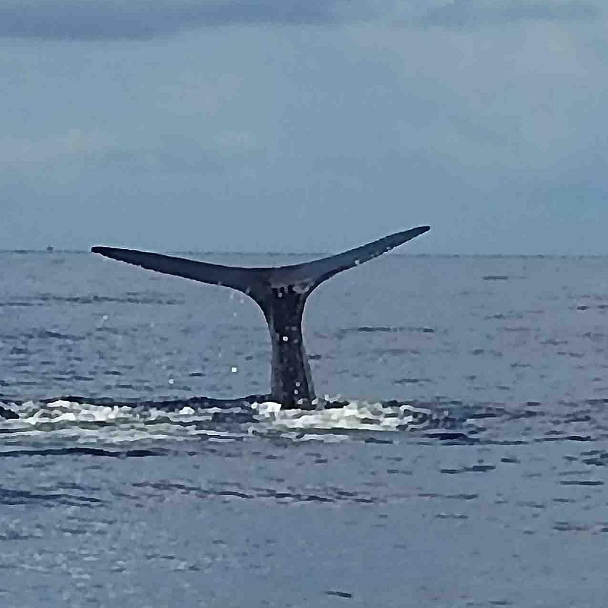PH Whale Watch Dominica (Roseau) - All You Need to Know BEFORE You Go
