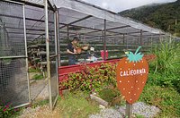 Mesilou Highland Strawberry Farm Kundasang 2021 All You Need To Know Before You Go With Photos Kundasang Malaysia Tripadvisor