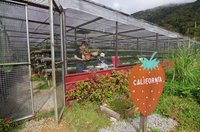 Mesilou Highland Strawberry Farm Kundasang 2021 All You Need To Know Before You Go With Photos Kundasang Malaysia Tripadvisor