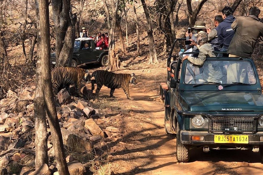 Ranthambore Safari 360 Sawai Madhopur All You Need To Know Before You Go 