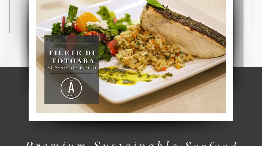 ¡Cuidar los mares es delicioso!
Prueba nuestro FILETE DE TOTOABA AL PESTO DE MENTA. Recuerda que en PRANA tu consumo es sustentable y te ofrecemos totoaba de granja completamente legal, te invitamos a probarla 