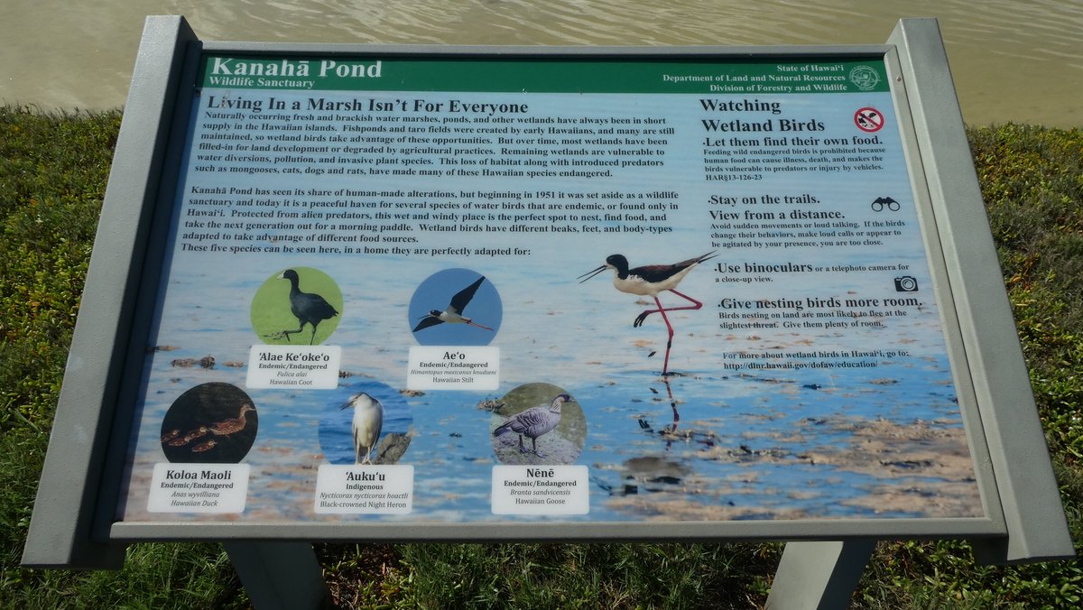 Kanaha Pond State Wildlife Sanctuary (Kahului) - All You Need to Know ...