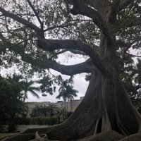 Giant Kapok Tree (Palm Beach) - All You Need to Know BEFORE You Go