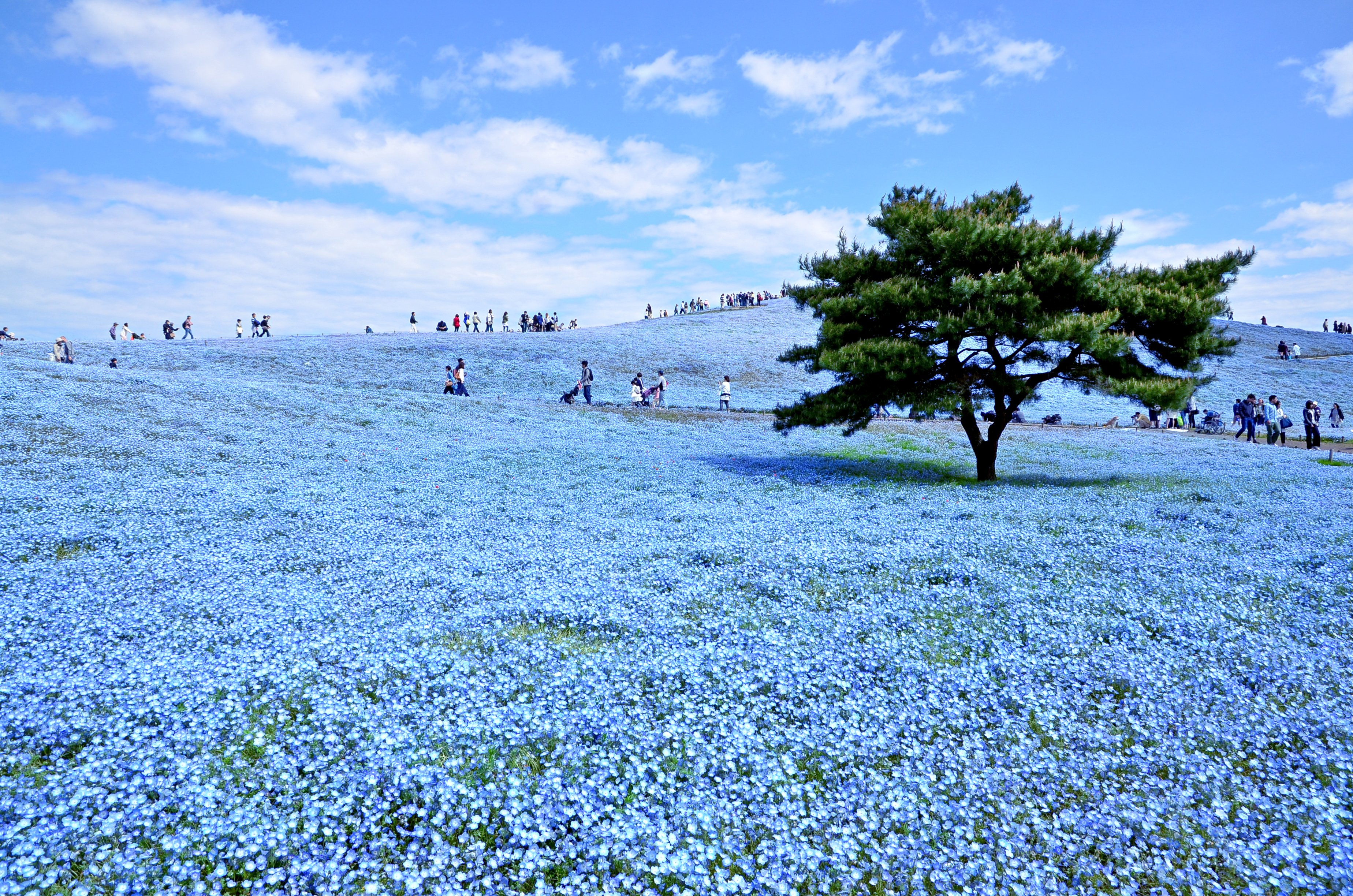 2024年 国営ひたち海浜公園 - 出発前に知っておくべきことすべて - トリップアドバイザー