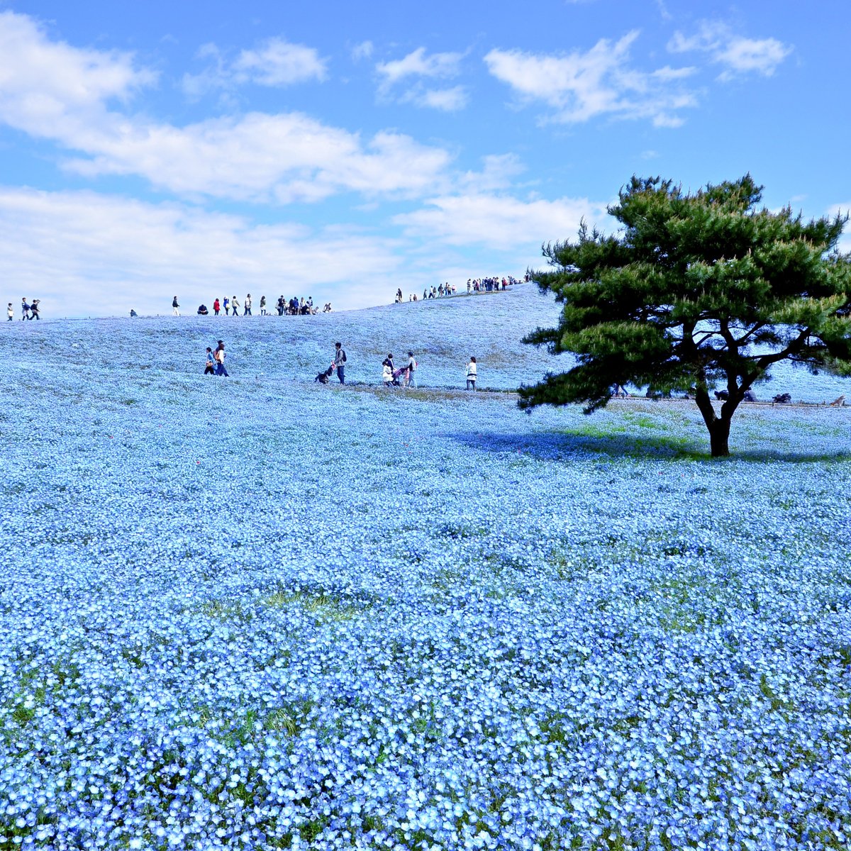 22年 国営ひたち海浜公園 行く前に 見どころをチェック トリップアドバイザー