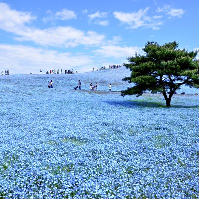 The 15 Best Things To Do In Kanto 21 With Photos Tripadvisor