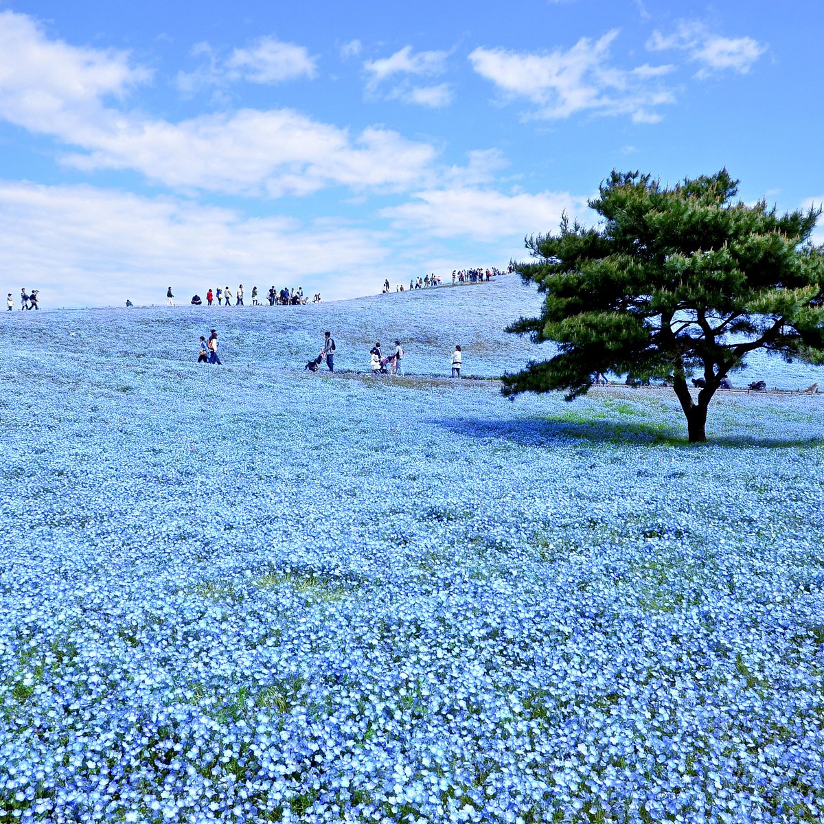 Hitachi Seaside Park All You Need To