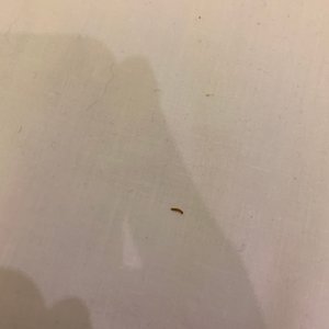 A bug in the med