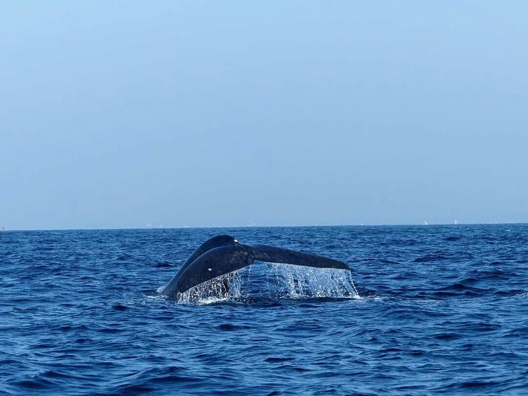 Whale Watching With Wimal, Мирисса: лучшие советы перед посещением -  Tripadvisor