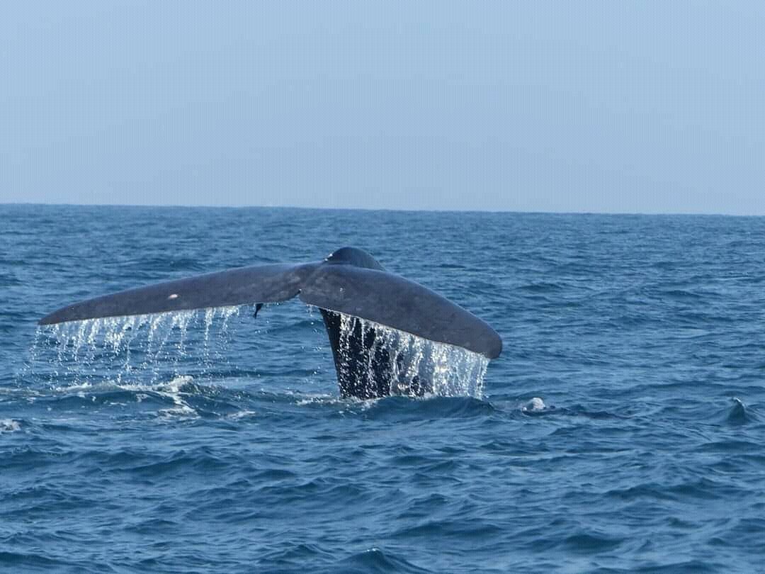 Whale Watching With Wimal, Мирисса: лучшие советы перед посещением -  Tripadvisor