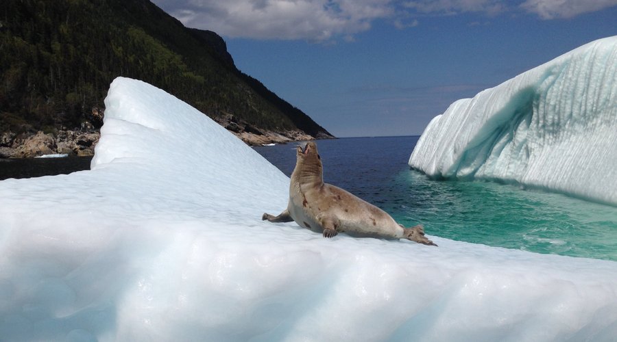Seal on an Iceberg