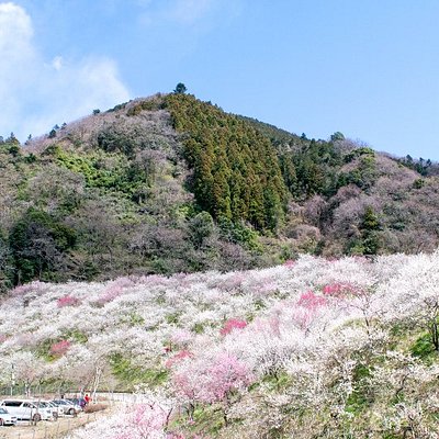 八王子市慶典和文化活動 Tripadvisor 八王子市慶典和文化活動 Tripadvisor