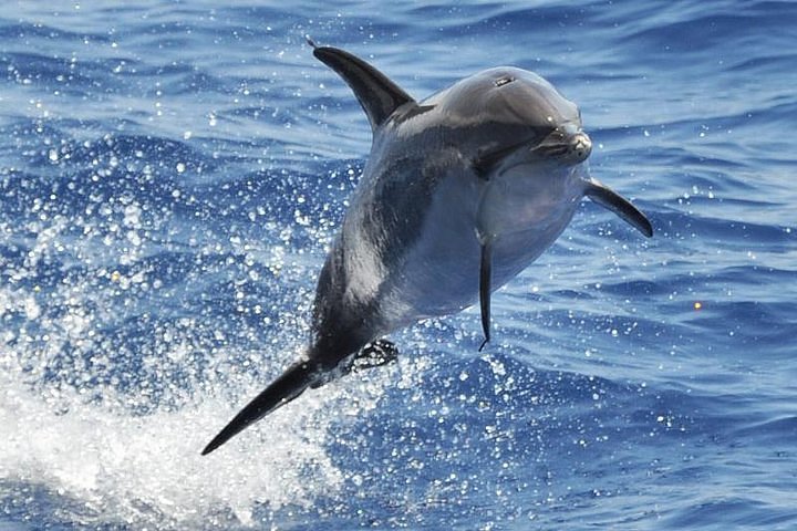 avión puede Lógico Tripadvisor | Dolphin and whale Safari in Gran Canaria ofrecido por Spirit  Of The Sea | España