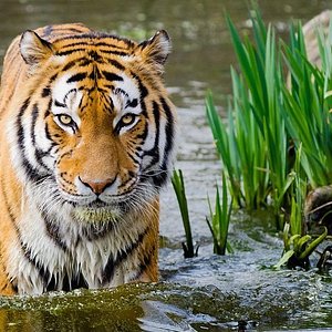new delhi tiger tours