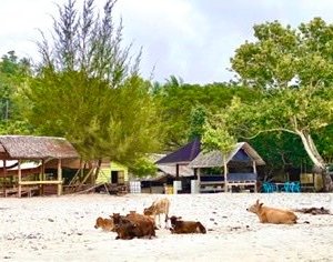 Animals on the beach.