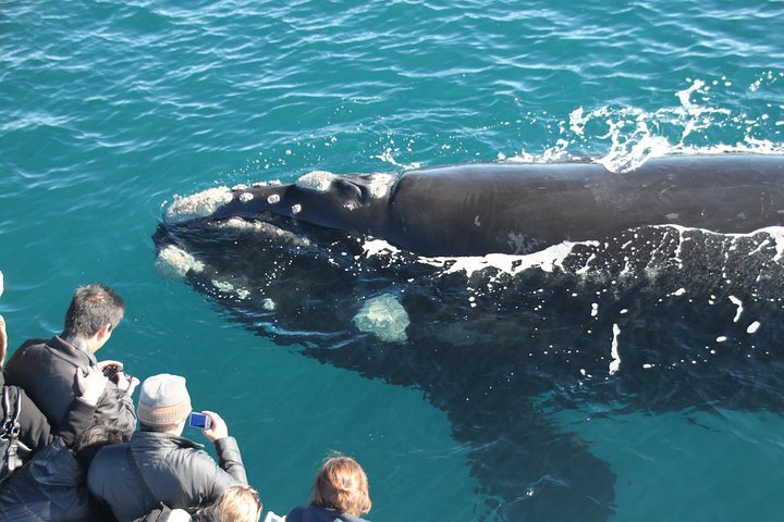 2024 Augusta Whale Watching Eco Tour