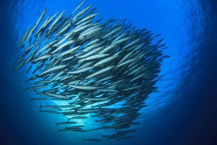 Exploring the Depths of Chumphon Pinnacle: A Diver’s Paradise