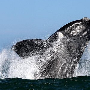 De Hoop Nature Reserve Whale Trail - All You Need to Know BEFORE You Go  (with Photos) - Tripadvisor