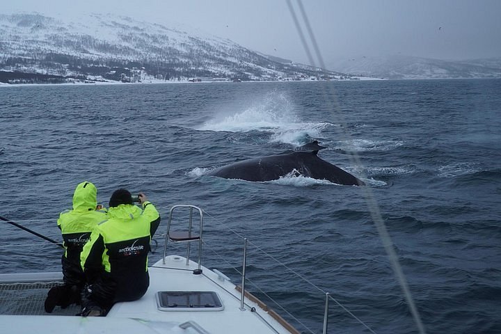 cruise noorwegen walvissen