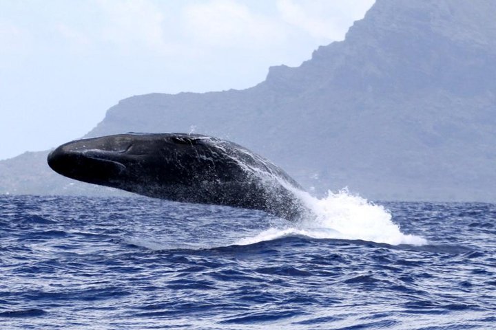 THE 10 BEST Mauritius Dolphin & Whale Watching Tours (2023)