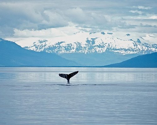 ジュノー野生動物鯨観察