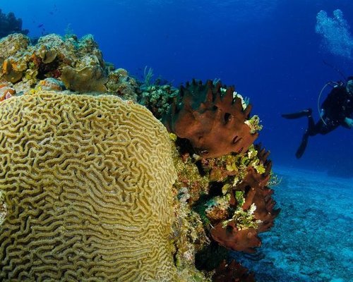 Pro Dive Mexico (Cozumel) - All You Need to Know BEFORE You Go