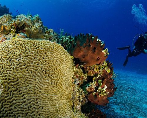 Pro Dive Mexico (Cozumel) - All You Need to Know BEFORE You Go
