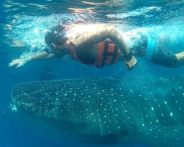 Whale shark encounter cancun deep sea fishing cancun january