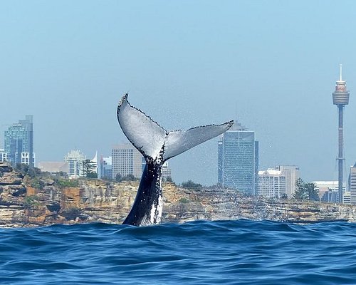 whale watching cruise circular quay