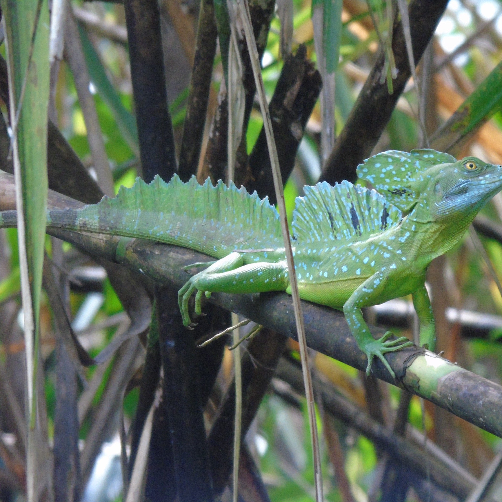 GECKO TRAIL - DAY TOURS (Puerto Viejo de Talamanca)