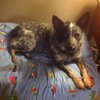 livingcooper