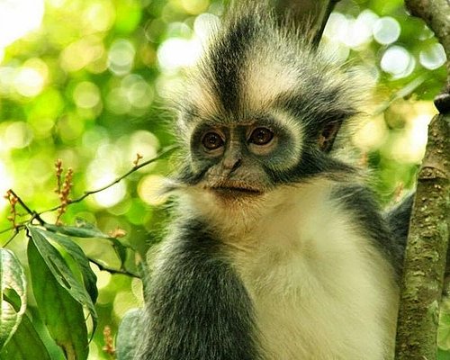 THE 10 BEST Bukit Lawang Private Tours (with Photos) - Tripadvisor THE 10 BEST Bukit Lawang Private Tours (with Photos) - Tripadvisor
